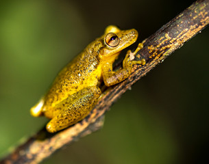Frösche Peru