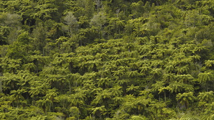 Top View of Dense Tropical Forest. Green Tasmanian Trees, Green Fern Forest. Landscape Without People.