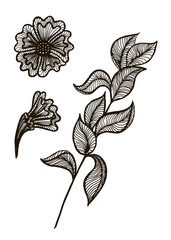 set of beautiful linear vector branches and flowers