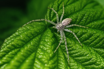 Spider