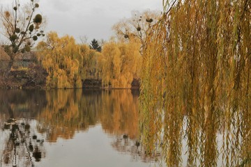 willows on the autumn lake