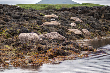 Resting seals on the coast in Scotland