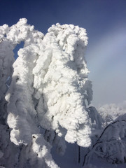 plants completely covered of fresh snow in a sunny day