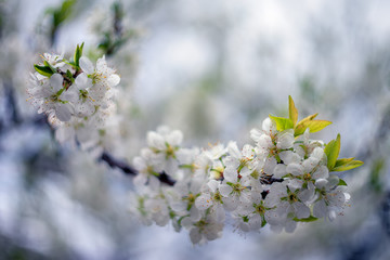 Plum blossom