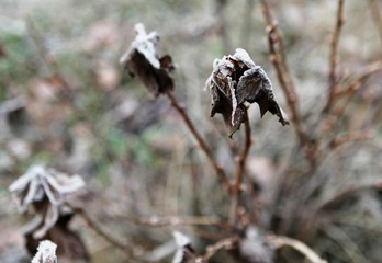 winter flowers