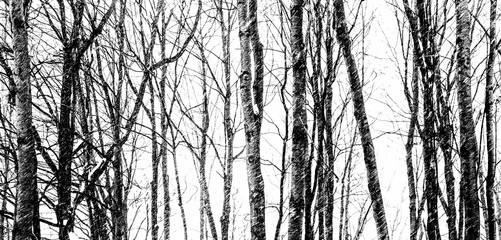 Trees during snowfall in black and white