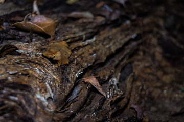 textura en la madera