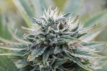 Extreme close-up of buds growing on cannabis plant in greenhouse