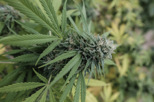 Close-up of fresh buds growing on cannabis plant in greenhouse