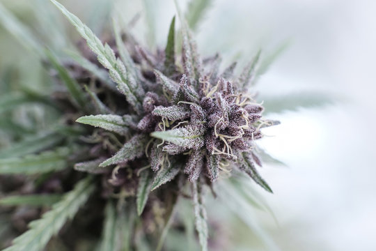 Close-up of fresh buds growing on cannabis plant in nursery