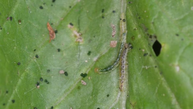 close up of butterfly worms crawling on the vegetable in the garden