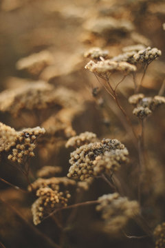 High angle close-up of plants during autumn
