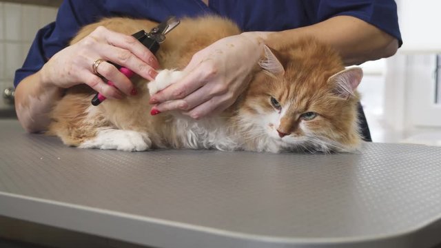 Gorgeous ginger cat having his claws cut by a professional vet