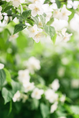 Obraz na płótnie Canvas Jasmine flowers in garden, close up