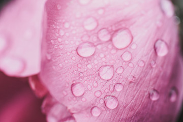 rose petal 