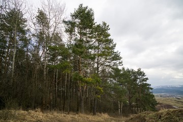 Obraz premium Magic trees and paths in the forest during sunrise and sunset. Slovakia