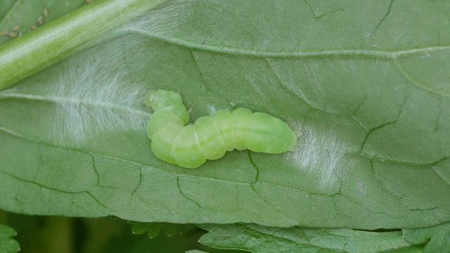 a green butterfly worm is moving on the vegetable