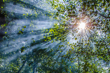 Wonderful sun rays penetrating among the branches and leaves of the broadleaf trees in decidous forest in a hot summer day