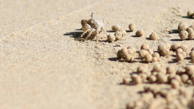 Beautiful Thai Beach. East Railey Beach near Krabi. Little Crab walking on the beach during outflow.
