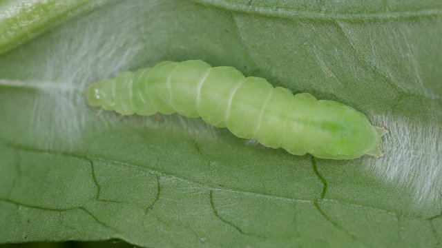 close up to the function of the dorsal tubular heart of butterfly worm