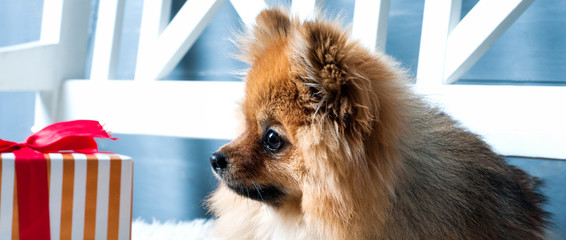 The panorama of pomeranian spitz is laying on the white plaid and eating delicacy. Concept happy...