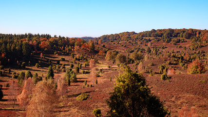 Naklejka premium Lüneburger Heide Totengrund III