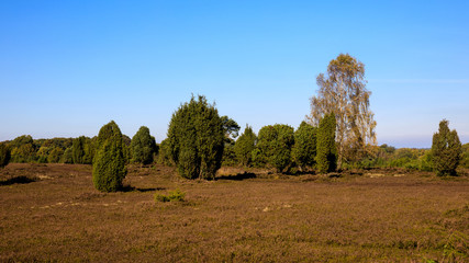 Fototapeta premium Lüneburger Heide Totengrund IV