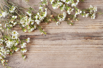 Chamelaucium flowers (waxflower) on wooden background.