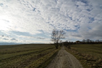  Magic trees and paths in the forest during sunrise and sunset. Slovakia