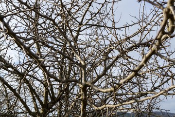 Tree branches. Slovakia
