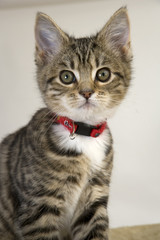 Obraz premium Cute kitten staring wide eyed at the camera