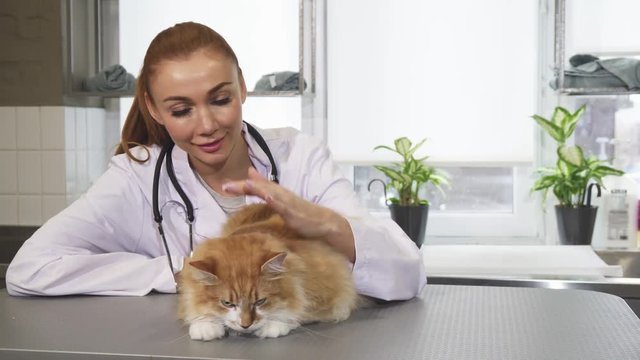 Beautiful young female professional vet petting a cat at work