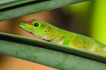 Madagascar Day Gecko - Phelsuma madagascariensis, Madagascar forest. Cute endemic Madagascar lizard.