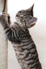 Fototapeta premium KItten stretching up to use a scratching post