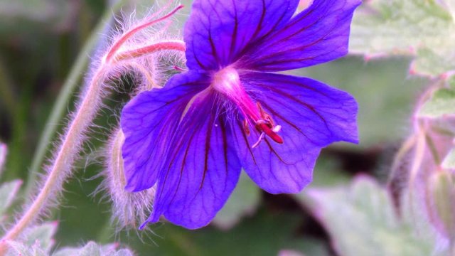 Geranium blossom video close up. Sharping, zooming, pistil and stamen detail,