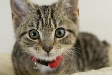 Cute wided eyed kitten looking at the camera