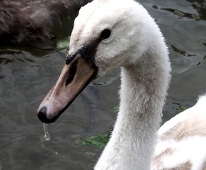 Swan Portrait © Kornelia