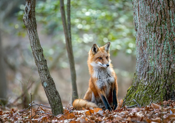 Wild Red Fox looking around a tree in the forest in Autumn