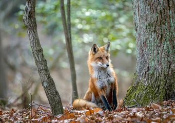 Fotobehang Vos Wild Red Fox looking around a tree in the forest in Autumn  © flownaksala