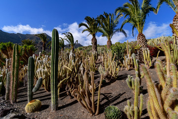 Cactualdea Park, Gran Canaria