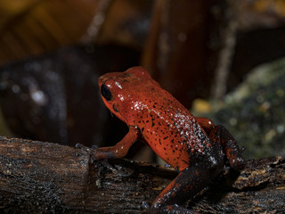 Strawberry Poison Dart Frog (Oophaga pumilio), Tortuguero National Park, Costa Rica