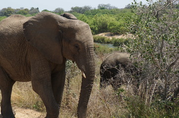 Kruger Nationalpark, Elefantenkuh 