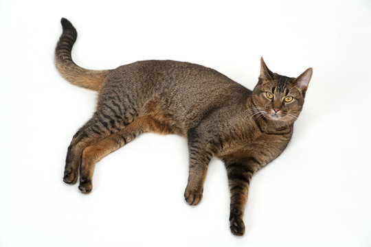 Cute wide-eyed part Abyssinian young male cat relaxing