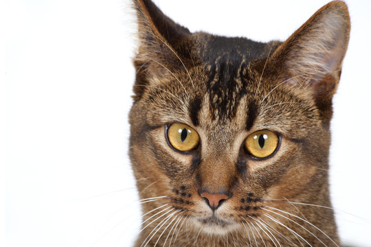 Cute wide-eyed part Abyssinian young male cat watching cautiously