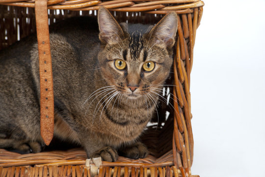 Cute wide-eyed part Abyssinian young male cat playing in an old wicker basket