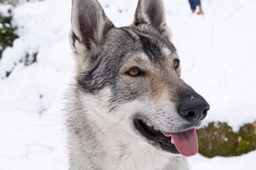 Chien loup tchèque dans la neige