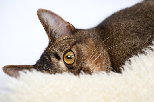 Striking amber eye of a part-Abyssinian young male cat lying on a sheepskin rug