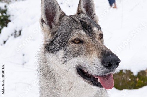 Chien Loup Tchèque Dans La Neige Stock Photo And Royalty