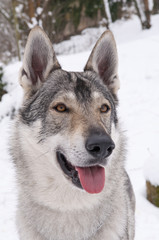Chien loup tchèque dans la neige