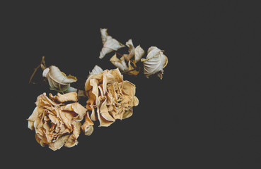 Dried roses on black background